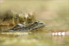 <p>SKOKAN SKŘEHOTAVÝ (Rana ridibunda) jižní Morava --- /Marsh frog - Seefrosch/</p>